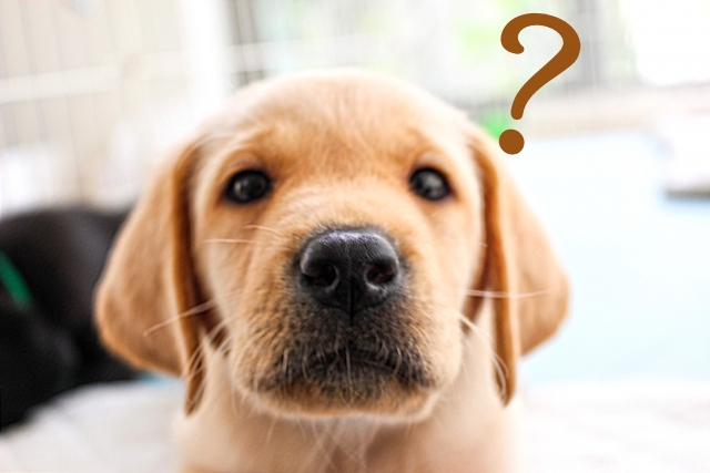 脱毛クリームと抑毛クリームの違いってなに？